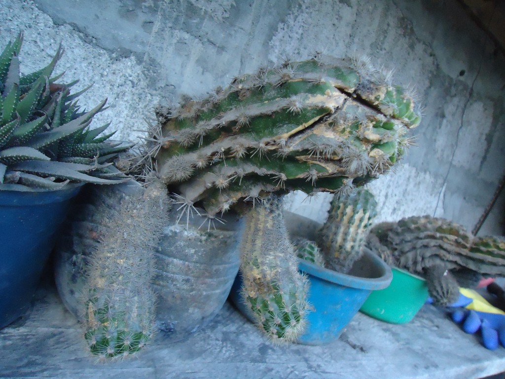 Foto: cactus - Bayushig (Chimborazo), Ecuador