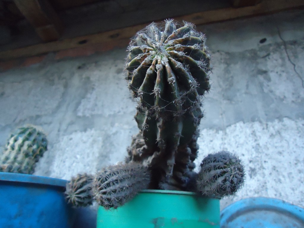 Foto: Cactus - Bayushig (Chimborazo), Ecuador