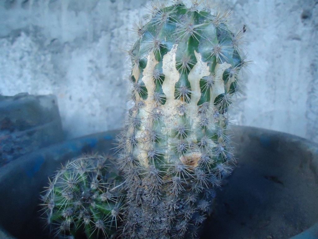 Foto: Cactus - Bayushig (Chimborazo), Ecuador