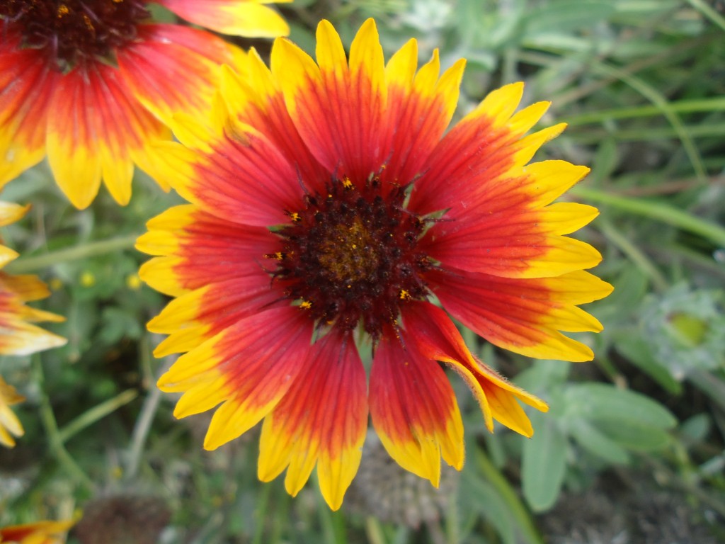 Foto: Flor - Bayushig (Chimborazo), Ecuador