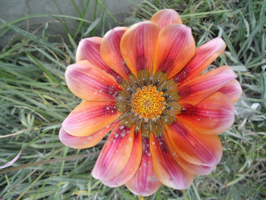 Foto: Flor - Bayushig (Chimborazo), Ecuador