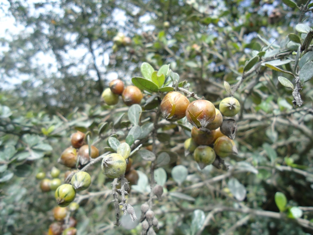 Foto: Semillas - Bayushig (Chimborazo), Ecuador