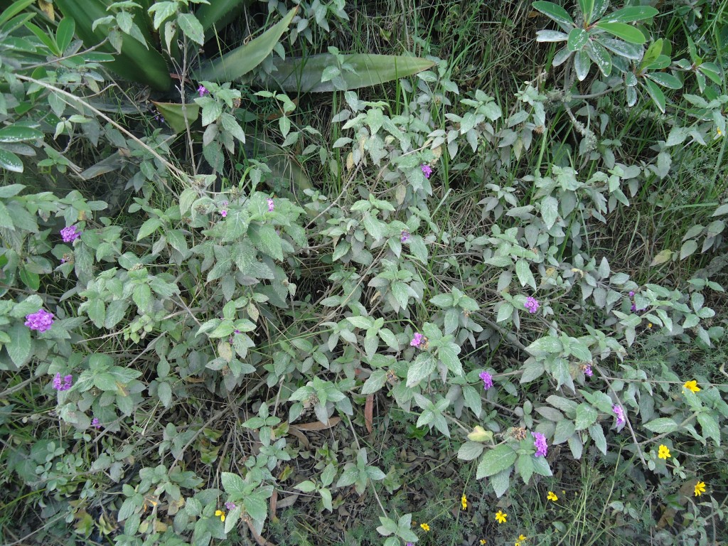 Foto: Flor lila - Bayushig (Chimborazo), Ecuador