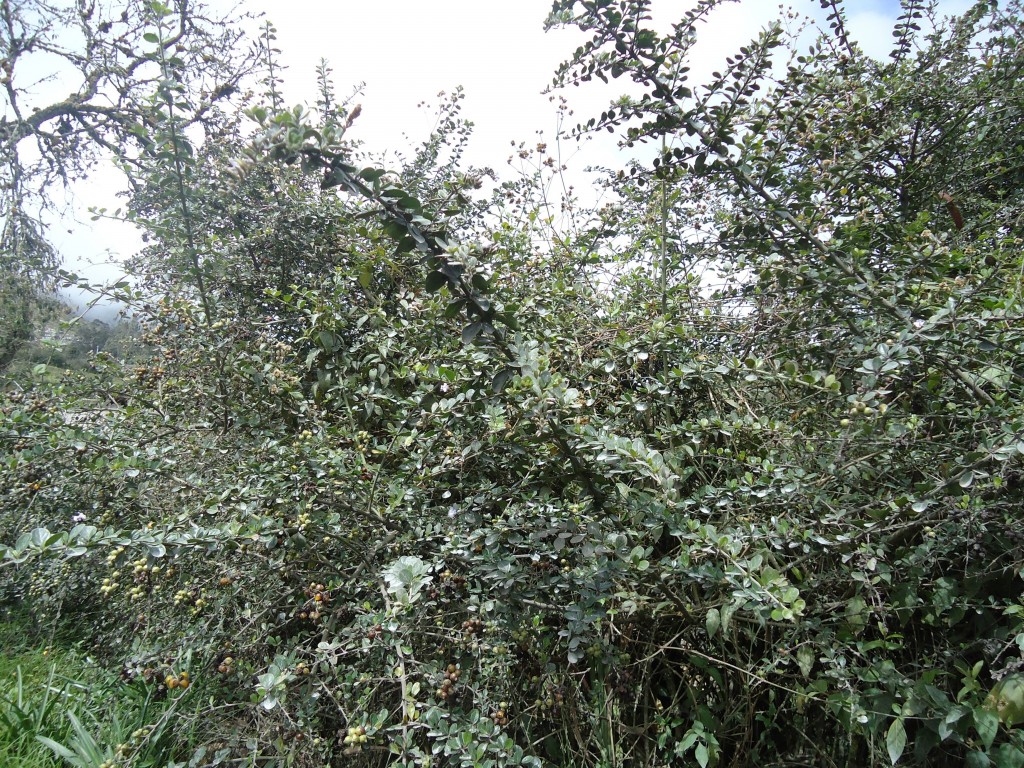 Foto: Espinos. - Bayushig (Chimborazo), Ecuador