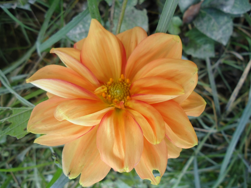 Foto: Girasol - Bayushig (Chimborazo), Ecuador