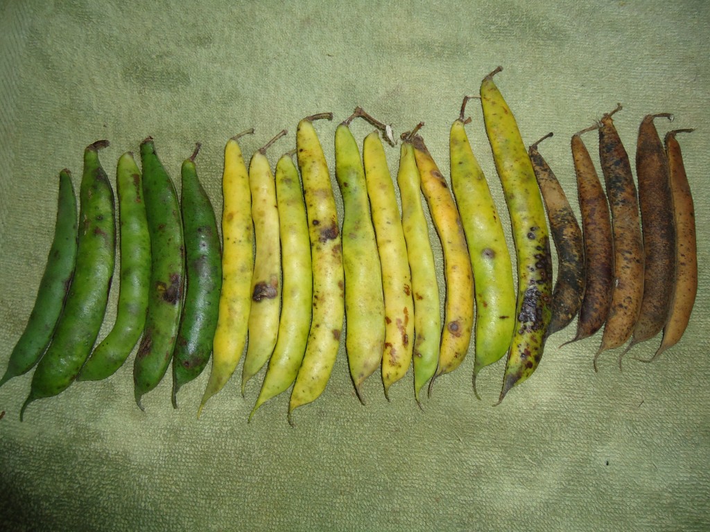 Foto: Frejol - Bayushig (Chimborazo), Ecuador