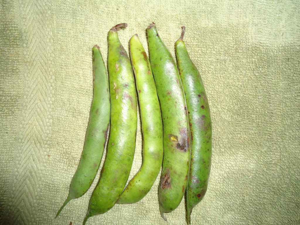 Foto: Frejol - Bayushig (Chimborazo), Ecuador