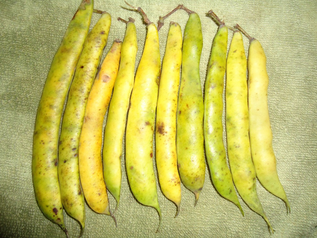 Foto: Frejol - Bayushig (Chimborazo), Ecuador
