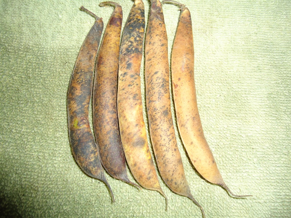 Foto: Frejol - Bayushig (Chimborazo), Ecuador