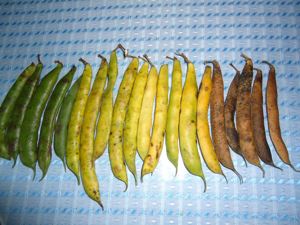 Foto: Frejol - Bayushig (Chimborazo), Ecuador