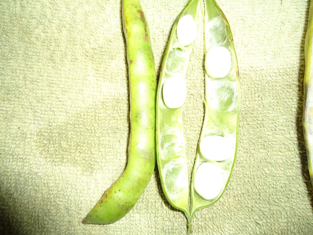 Foto: Frejol - Bayushig (Chimborazo), Ecuador