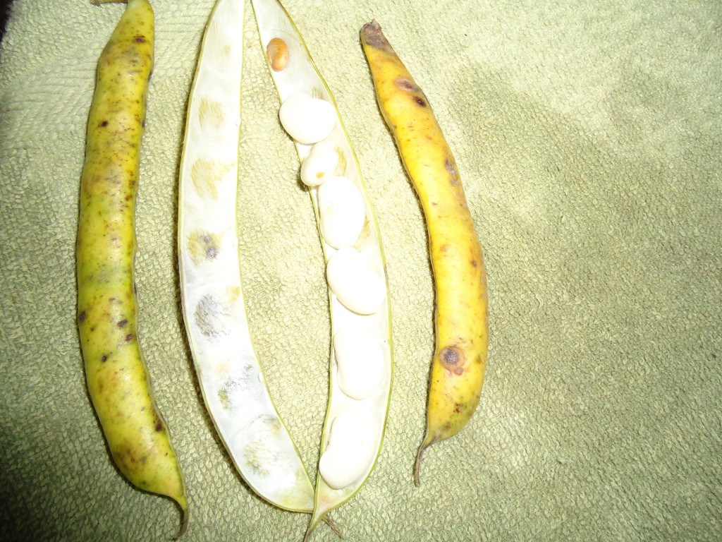 Foto: Frejol - Bayushig (Chimborazo), Ecuador