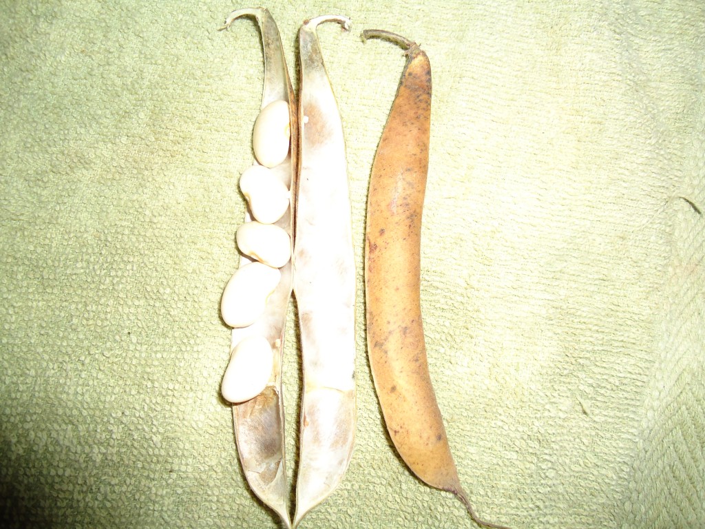 Foto: Frejol - Bayushig (Chimborazo), Ecuador