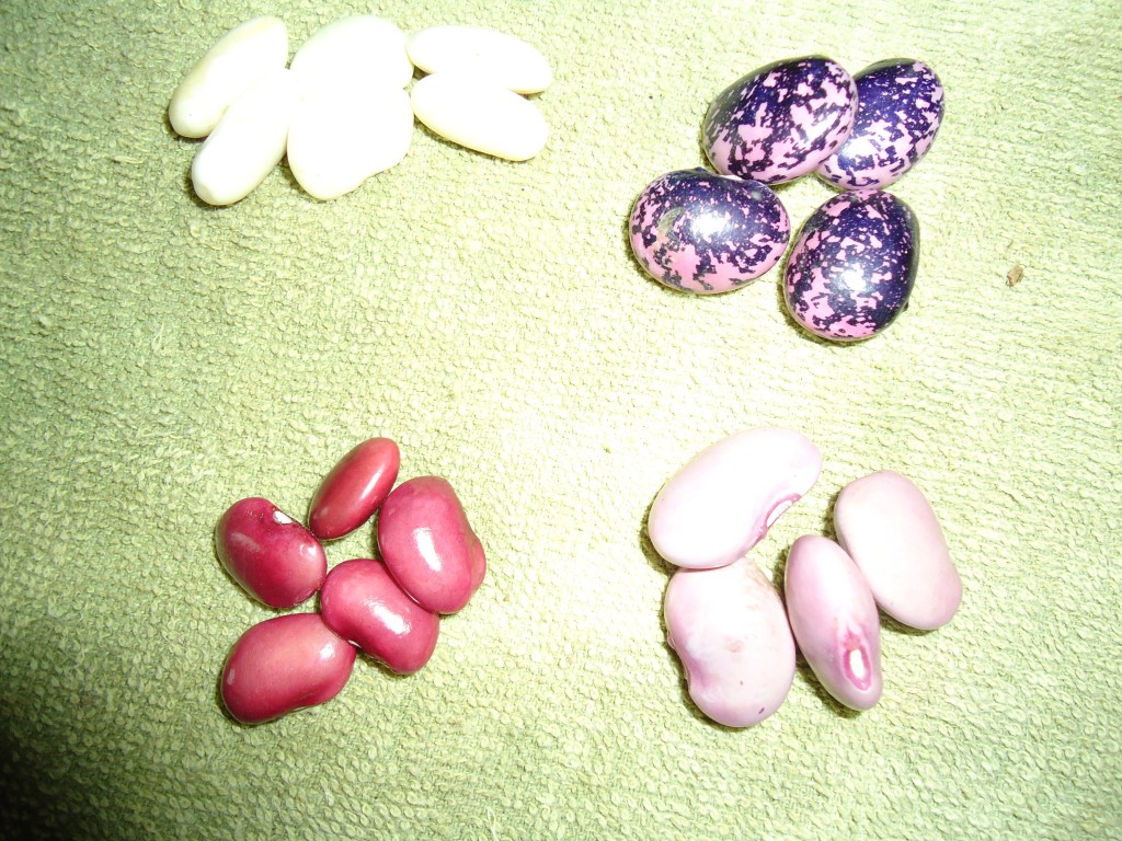 Foto: Frejol - Bayushig (Chimborazo), Ecuador