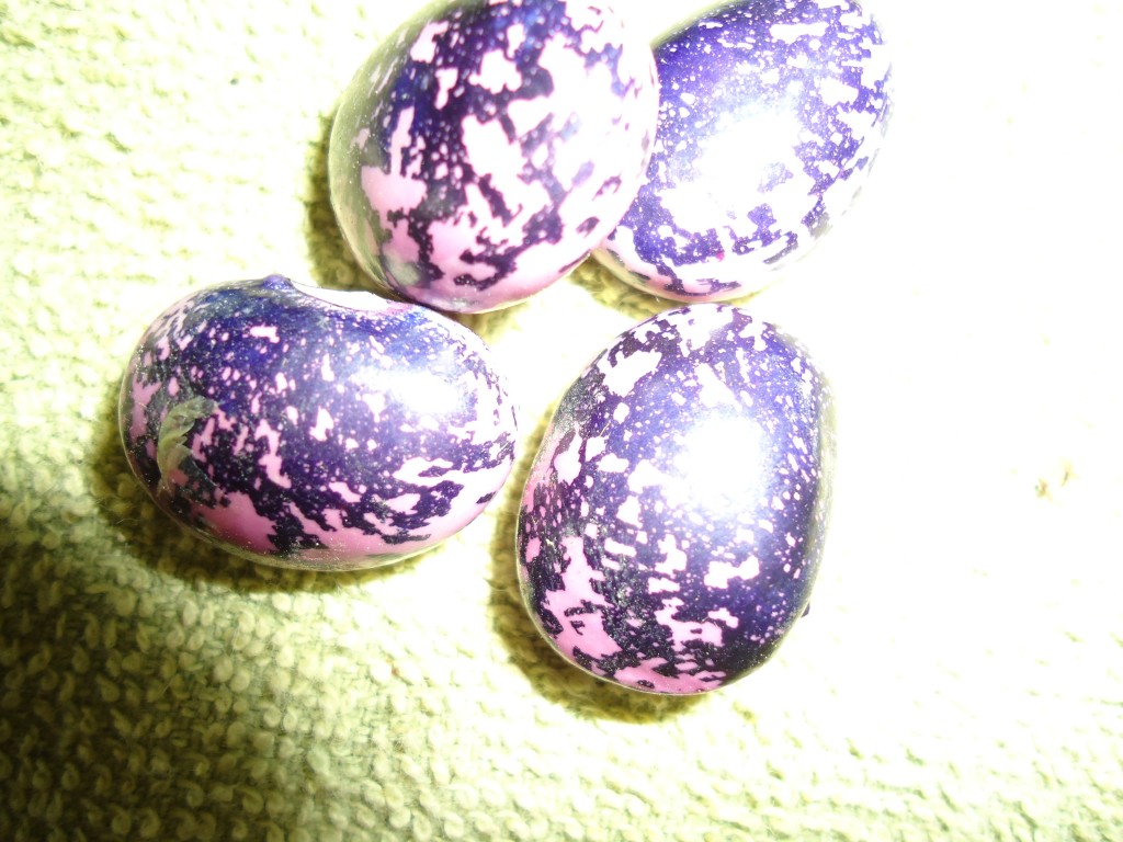 Foto: Frejol - Bayushig (Chimborazo), Ecuador