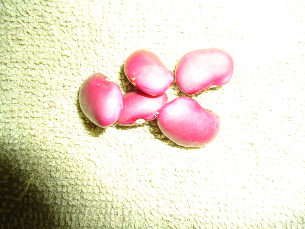 Foto: Frejo bayo - Bayushig (Chimborazo), Ecuador