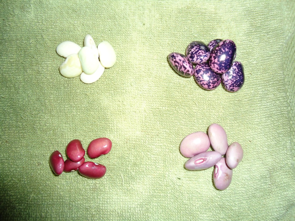 Foto: Frejol de diferentes clases - Bayushig (Chimborazo), Ecuador
