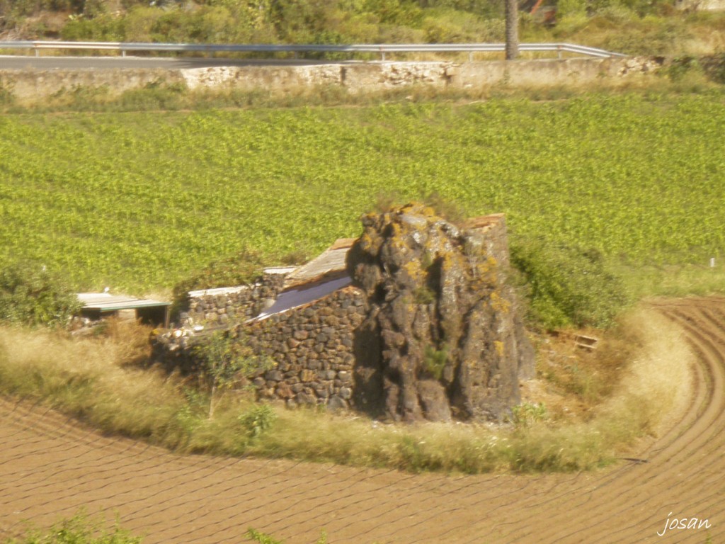 Foto: jardin canario - Las Palmas De Gran Canarias (Las Palmas), España