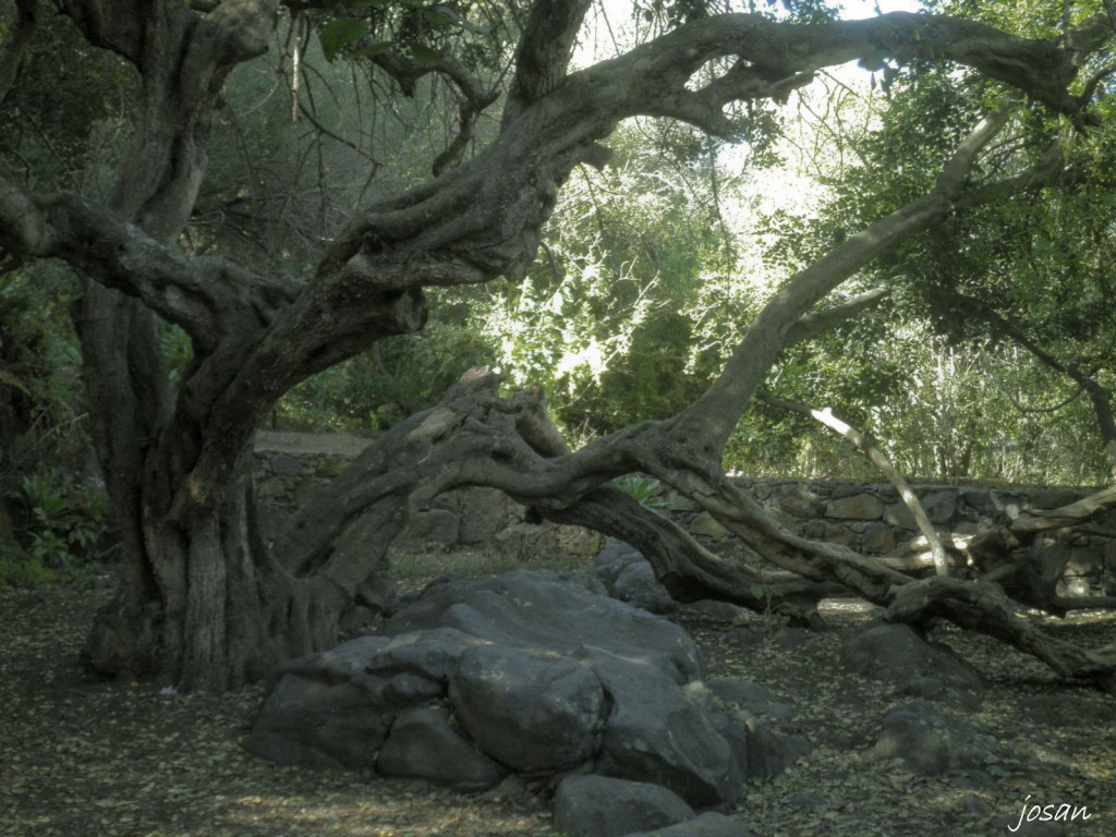 Foto: jardin canario - Las Palmas De Gran Canarias (Las Palmas), España