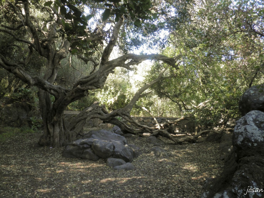 Foto: jardin canario - Las Palmas De Gran Canarias (Las Palmas), España