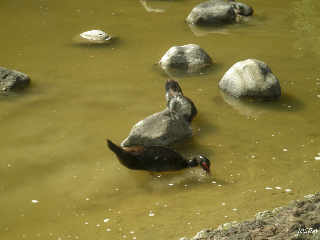 Foto: jardin canario - Las Palmas De Gran Canarias (Las Palmas), España