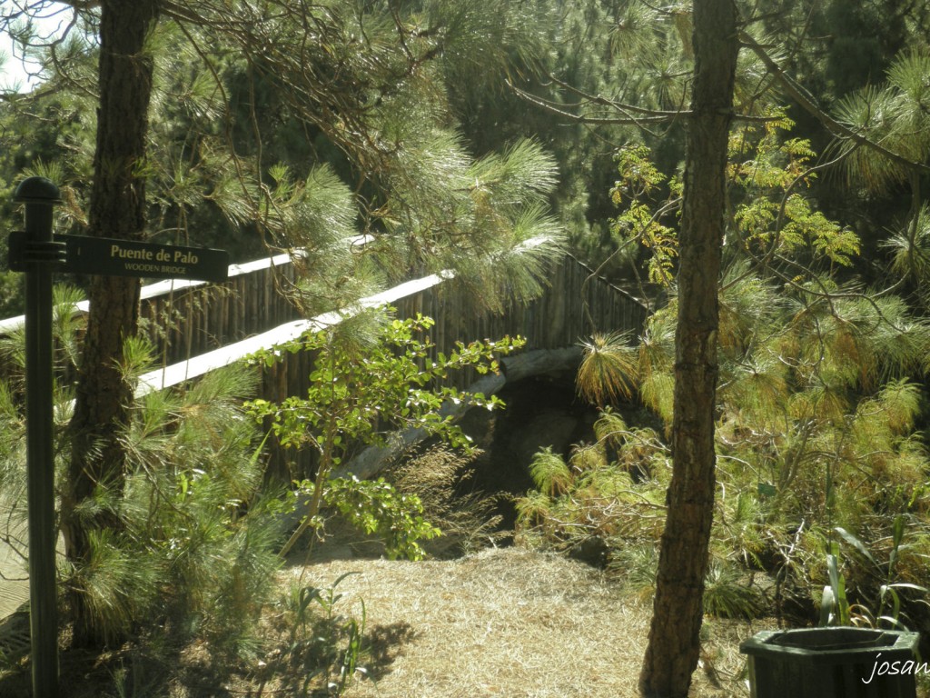 Foto: jardin canario - Las Palmas De Gran Canarias (Las Palmas), España