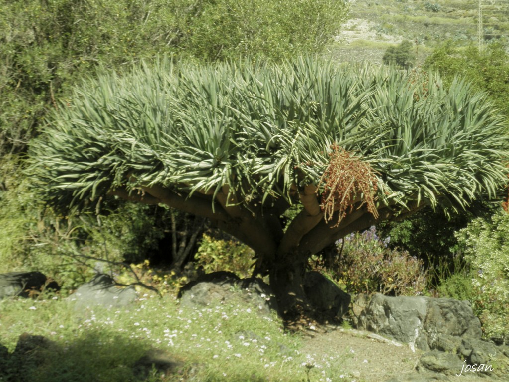Foto: jardin canario - Las Palmas De Gran Canarias (Las Palmas), España