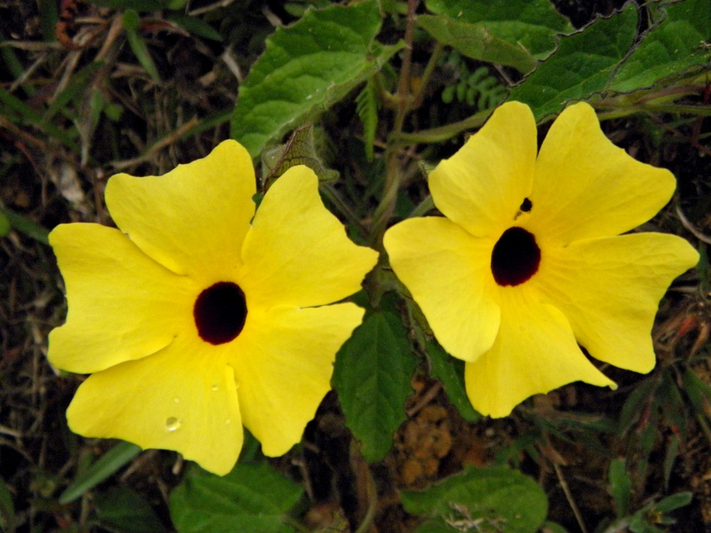 Foto de Palo Verde (Cartago), Costa Rica