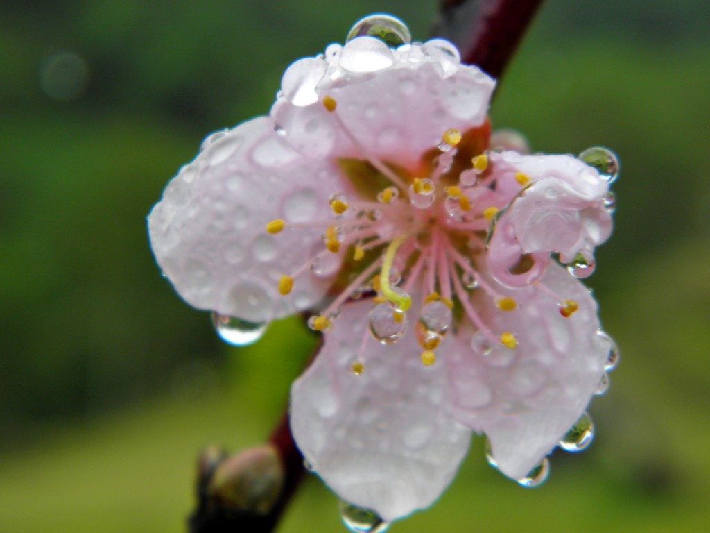 Foto de Palo Verde (Cartago), Costa Rica