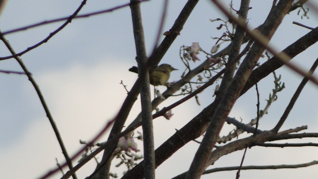 Foto: Golfo de NIcoya - Esparza, Costa Rica