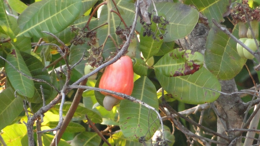 Foto: Marañon - Esparza, Costa Rica