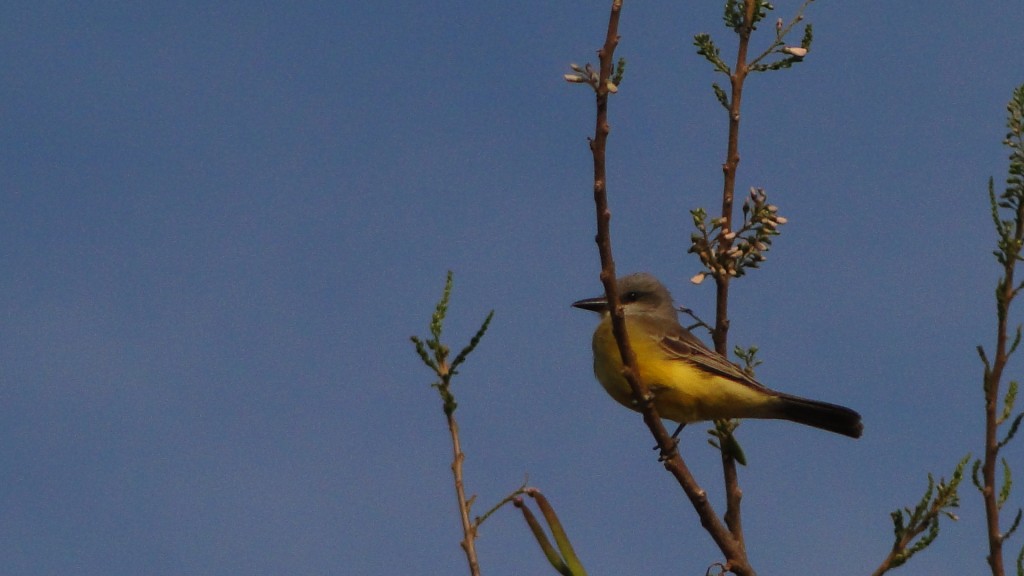 Foto: Pecho Amarillo - Esparza, Costa Rica