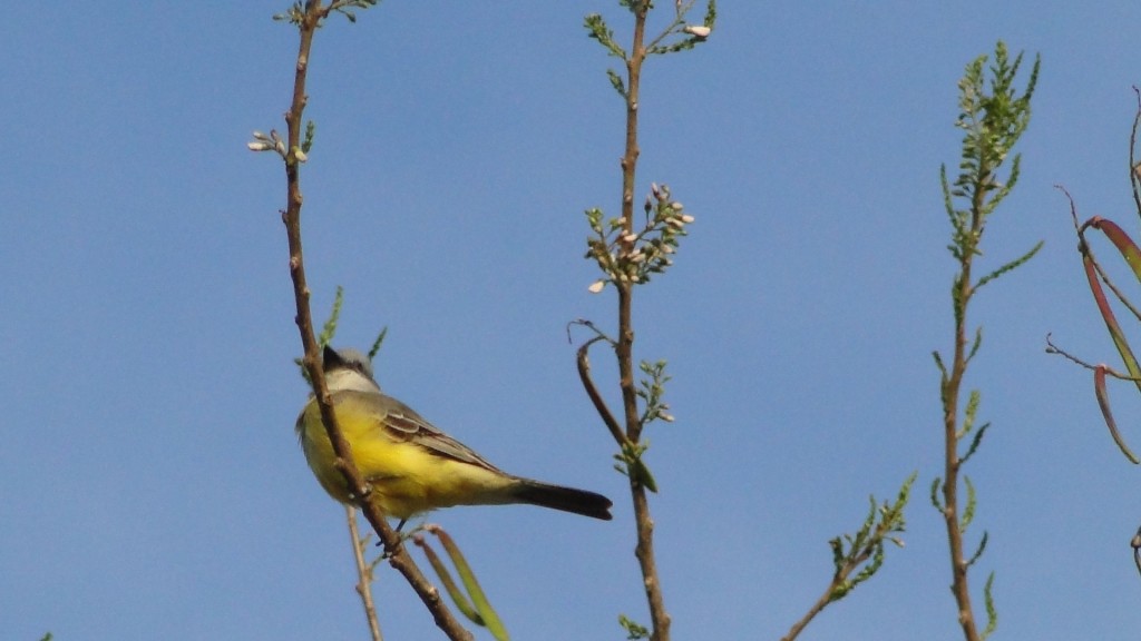 Foto: Pecho Amarillo - Esparza, Costa Rica