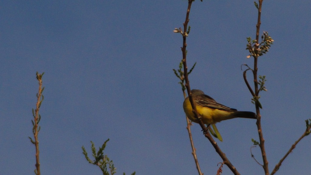Foto: Pecho Amarillo - Esparza, Costa Rica