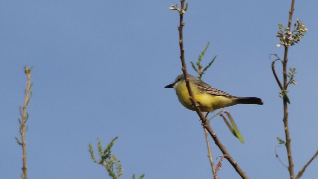 Foto: Pecho Amarillo - Esparza, Costa Rica