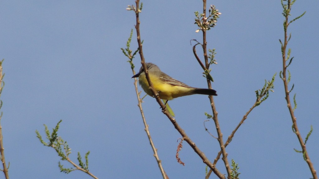Foto: Pecho Amarillo - Esparza, Costa Rica