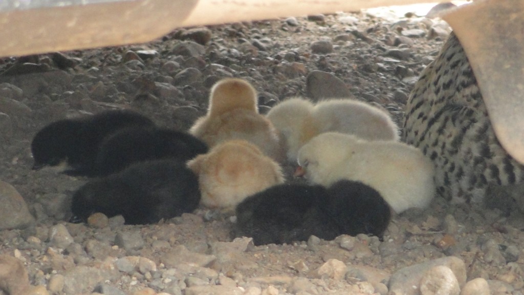 Foto: Pollito - Esparza, Costa Rica
