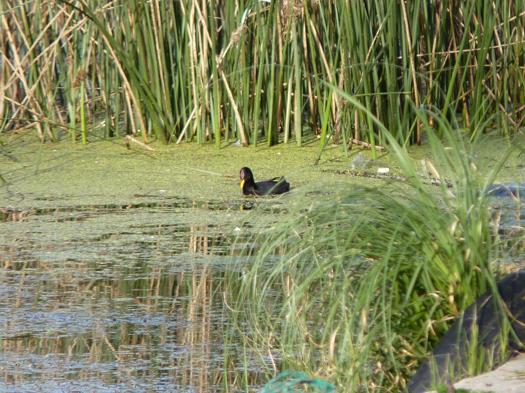 Foto de Laguna de los Padres (Buenos Aires), Argentina