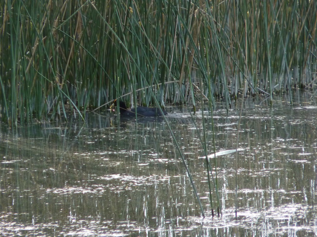Foto de Laguna de los Padres (Buenos Aires), Argentina