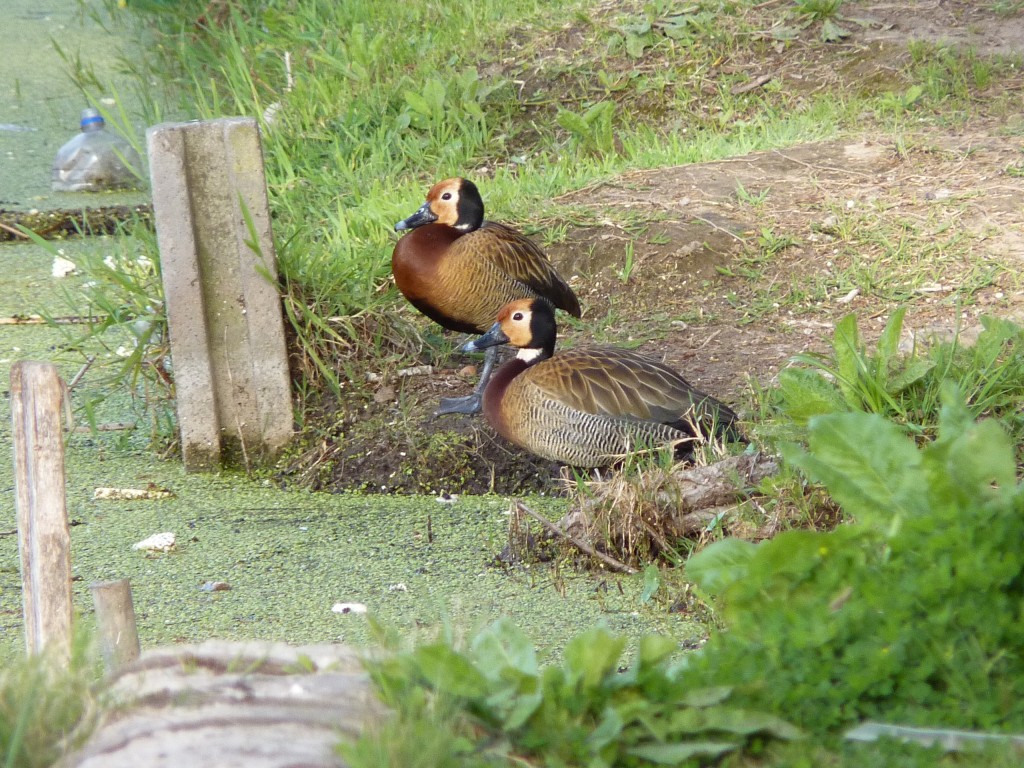 Foto de Laguna de los Padres (Buenos Aires), Argentina