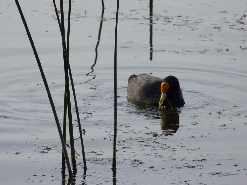 Foto de Laguna de los Padres (Buenos Aires), Argentina