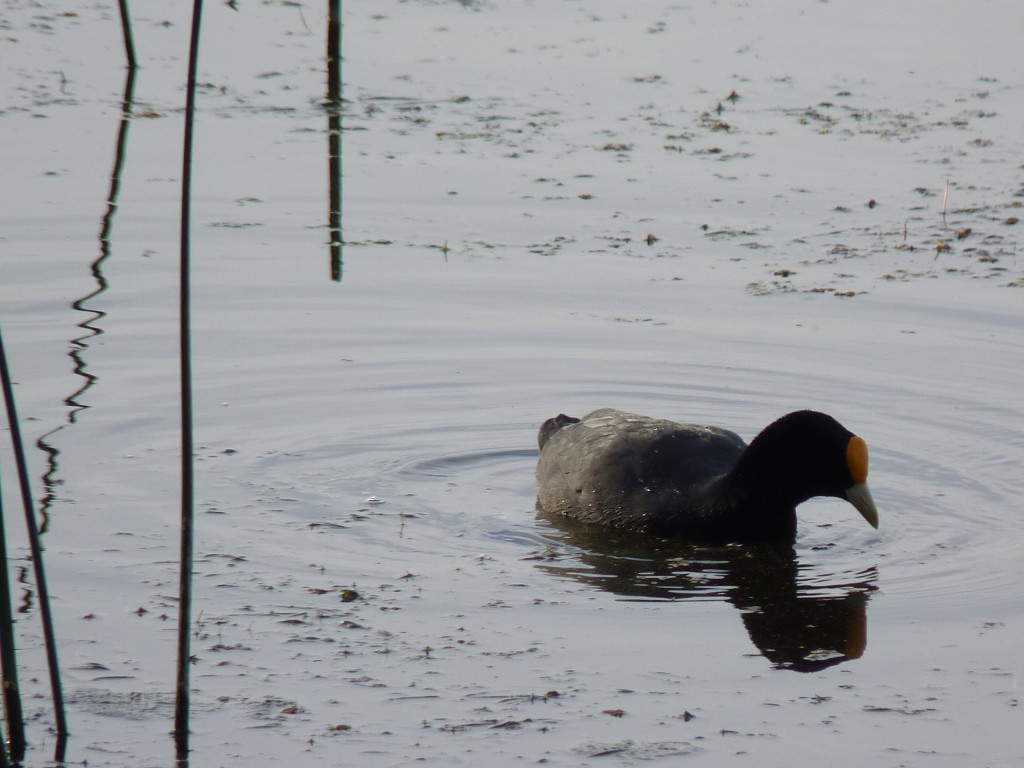 Foto de Laguna de los Padres (Buenos Aires), Argentina