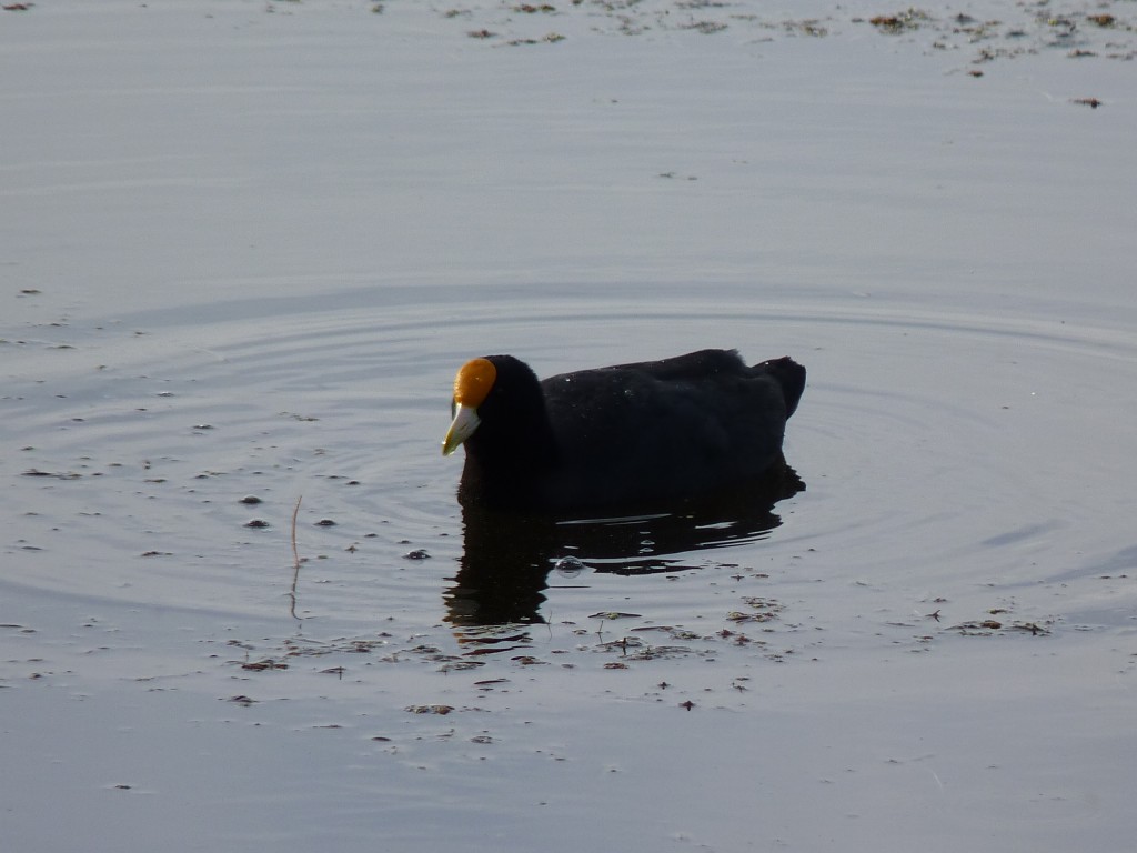Foto de Laguna de los Padres (Buenos Aires), Argentina