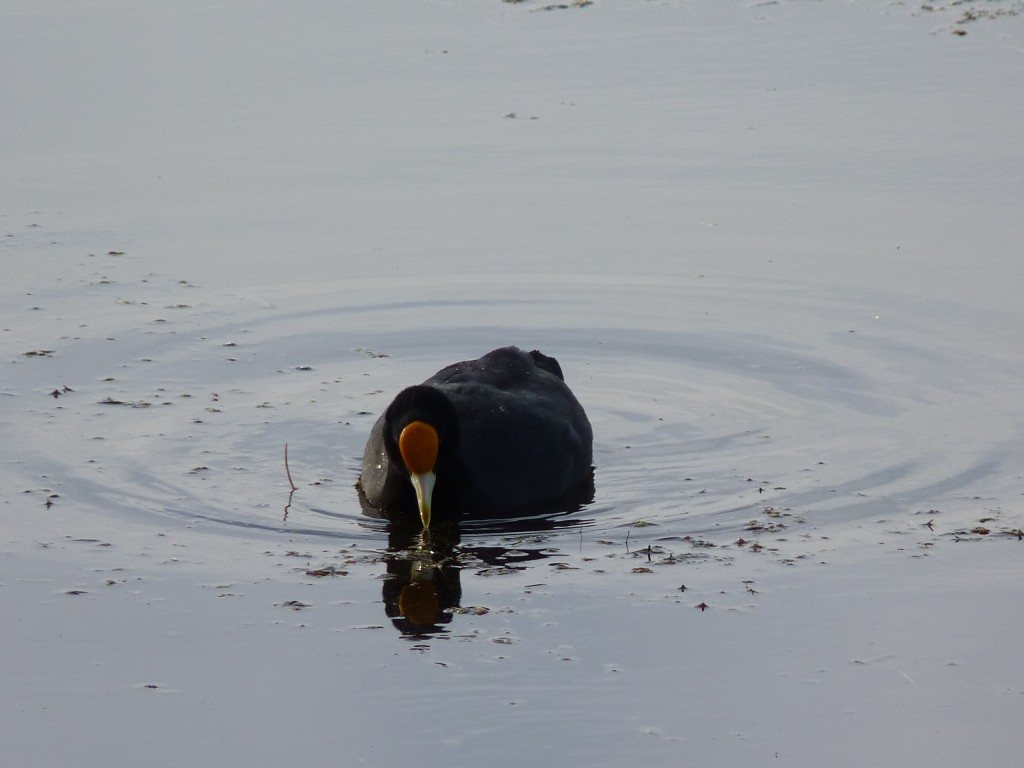 Foto de Laguna de los Padres (Buenos Aires), Argentina