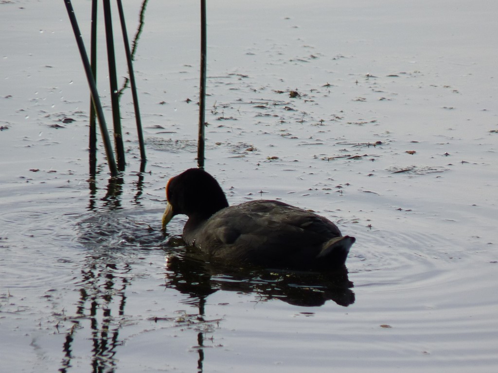 Foto de Laguna de los Padres (Buenos Aires), Argentina