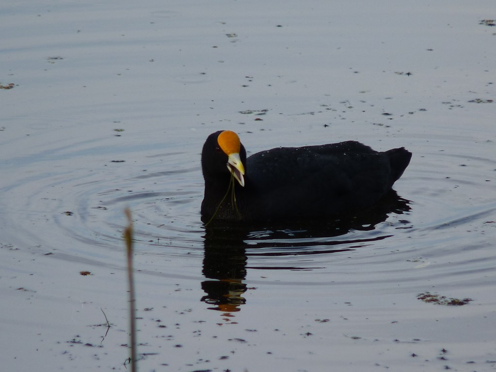 Foto de Laguna de los Padres (Buenos Aires), Argentina