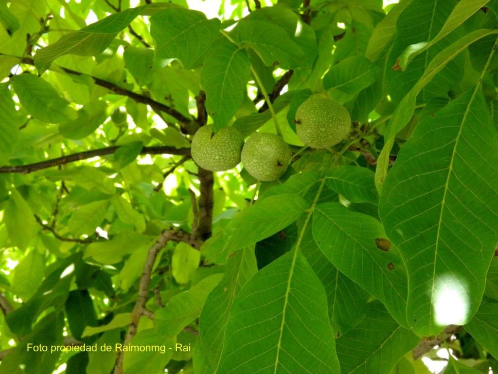 Foto: Huécija - Huécija (Almería), España