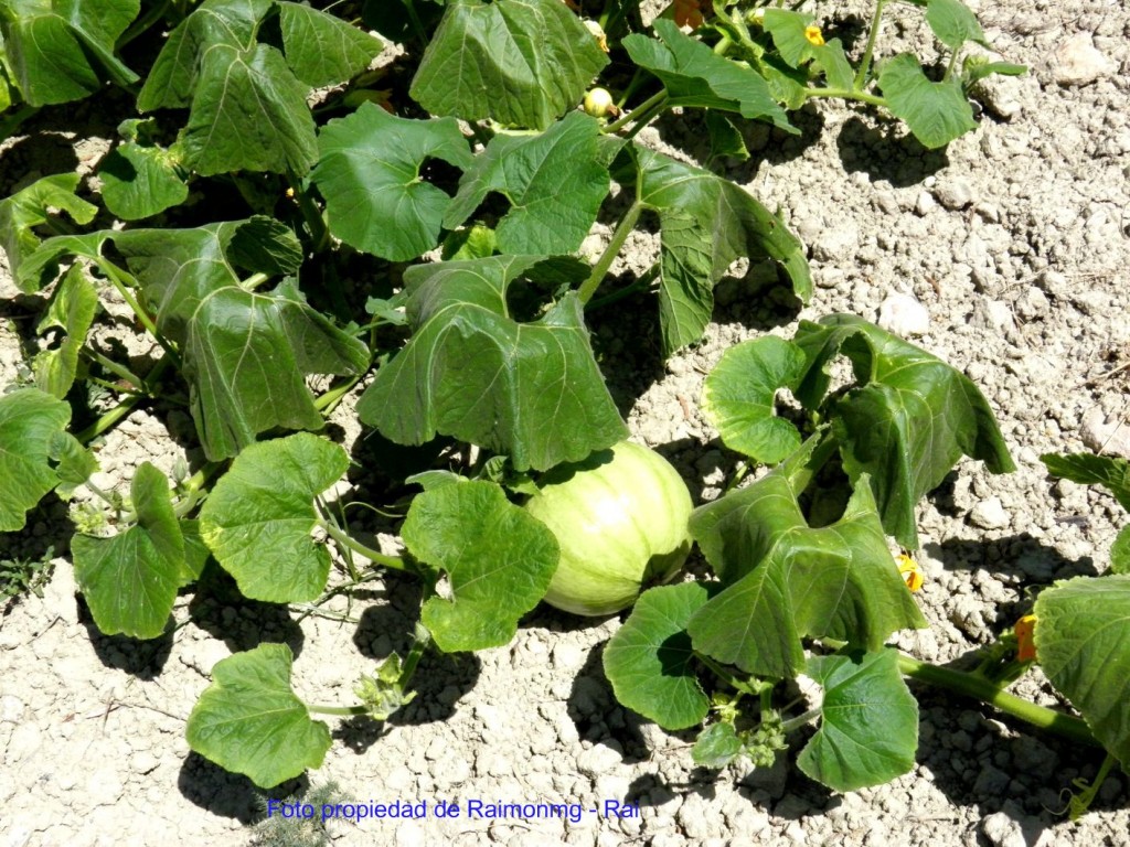 Foto: Huécija - Huécija (Almería), España