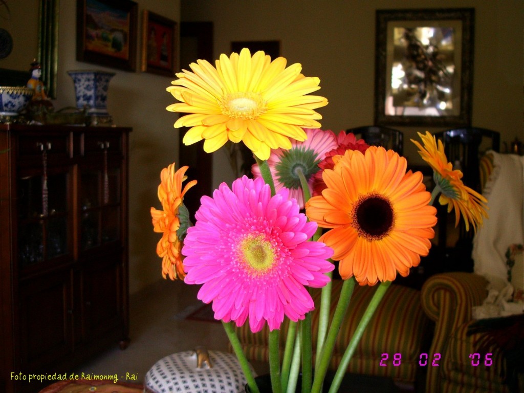 Foto: Gerberas - Almeria (Almería), España