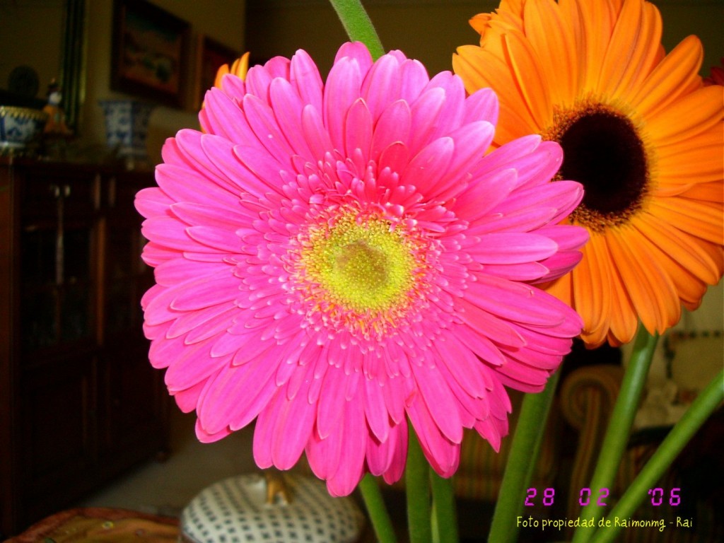 Foto: Gerberas - Almeria (Almería), España